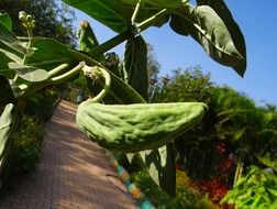 milkweed plant in India