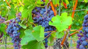 ripening blue grapes