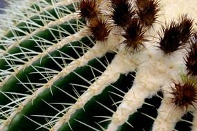 Macro photo of the cactus