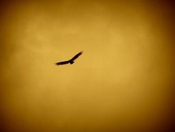 soaring majestic eagle in the evening sky