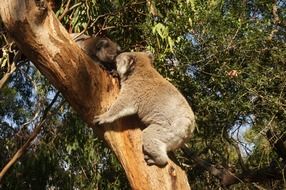 koala on the tree