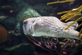 white fish in the aquarium