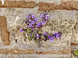 Beautiful violet and white flowers on the stone