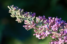 buddleja davidii or butterfly bush