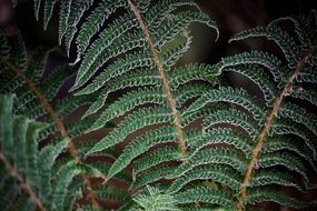 cold green fern forest closeup