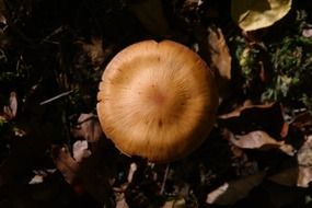 mushroom in the forest