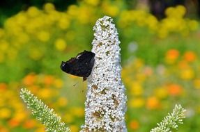 admiral butterfly on a white flower