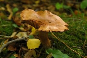 toxic mushroom in an autumn forest