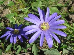 anemone blanda is a species of flowering