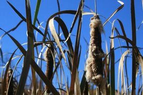 cat tail plant in autumn