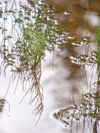water plant in a mirror lake