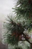 pine in a web close up