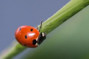 red ladybug on a blade of grass