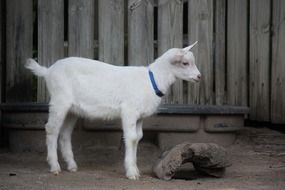 white goat in the pen