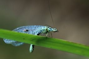 splendiferous blue butterfly