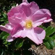 pink flower with large petals