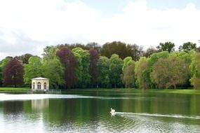 summer landscape with swan on lake