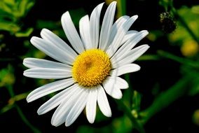 White marguerite in nature
