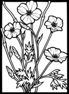 poppy nature flower wild season