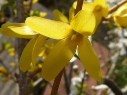 yellow forsythia blossom flower close