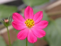fuscia garden flower