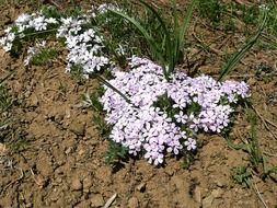 tiny pink wild flowers on a sunny day