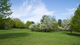 meadow among spring blooming garden