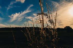 pasture field