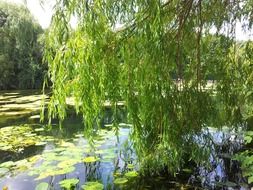 green willow trees by the lake