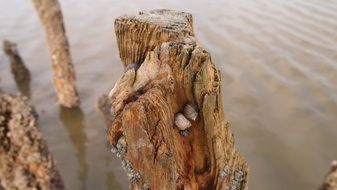 Walden sea in the east frisia close-up