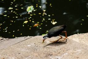 Big black bird looking for food on stones