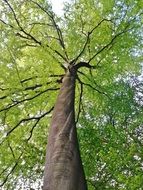 Beech with the green leaves