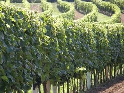 panoramic view of vineyards in the bright sun