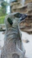 meerkat profile photo