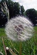 Close-up of the beautiful, fluffy and white dandelion seed head on the meadow with green grass