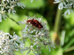 red weichk soldier beetle