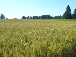 wheat field near the forest in switzerland