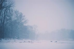 deer animals crossing