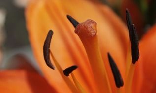 orange lily pollen close up