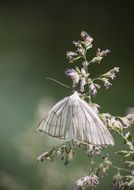 butterfly on the flower nature grass