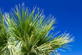 green palm tree foliage