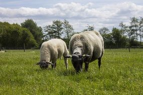 two fluffy sheep eat grass on a green meadow on a farm