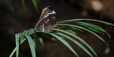 butterfly morpho on a green leaf