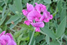 frauenschuh blossom bloom purple