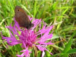 brown butterfly on a wildflower