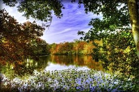 trees near a lake with green lotus leaves