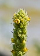 flowering wild perennial