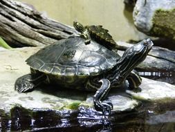 eared reptile animal