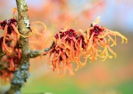 bright spring flowering witch hazel