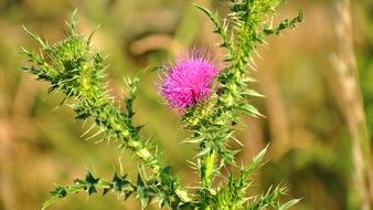 thorny plant with pink flower